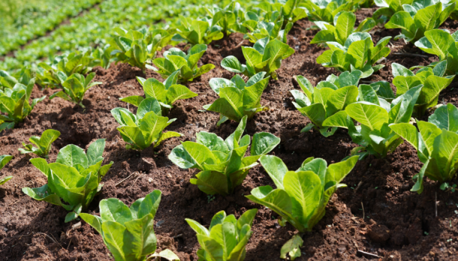 Aide à l’agriculture de proximité 