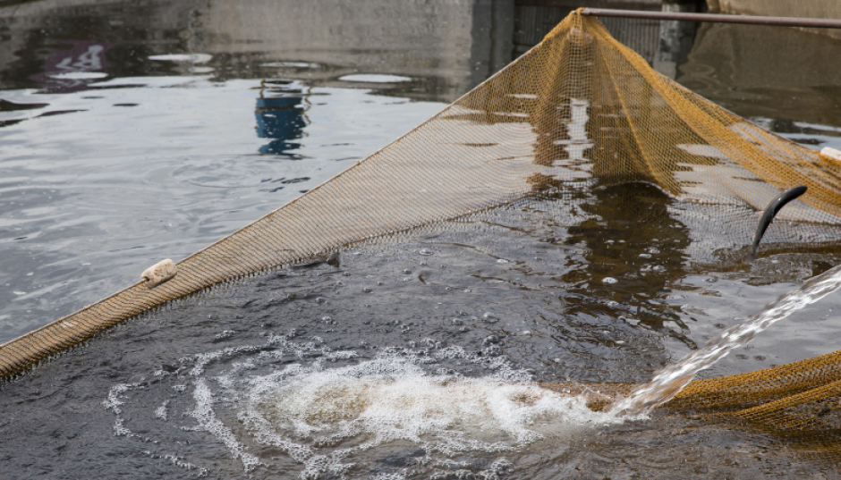 Je lance une entreprise aquacole ou de pêche